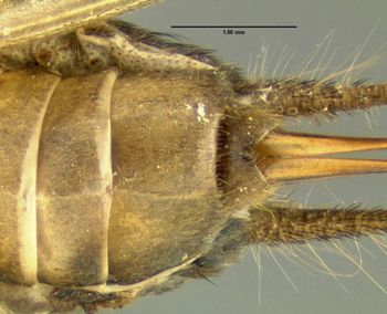 Media type: image;   Entomology 621946 Aspect: thorax lateral